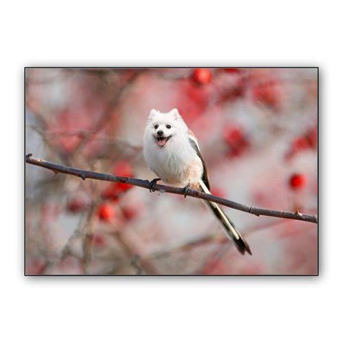 Samoyird wall art poster