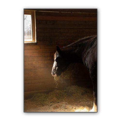 Horse in stable wall art poster