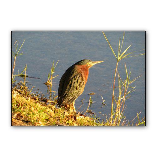 Green Heron wall art poster