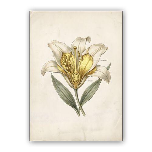Gilded Lily Anatomy wall art poster